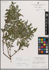 Foto von Salix eleagnos Scop. x Salix purpurea L.